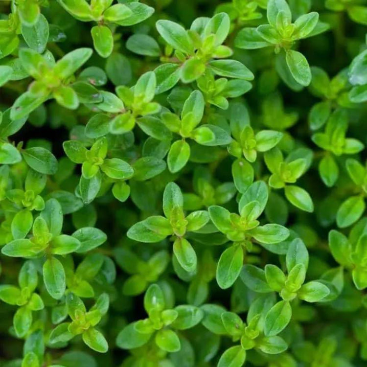 Flowering Thyme Seeds - Heirloom Herbal Plant for Home Gardens
