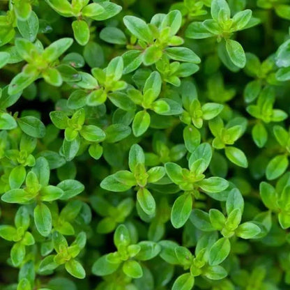Flowering Thyme Seeds - Heirloom Herbal Plant for Home Gardens