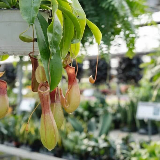 Fly Catching Plant Seeds
