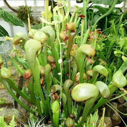 Fly Eating Plant Seeds