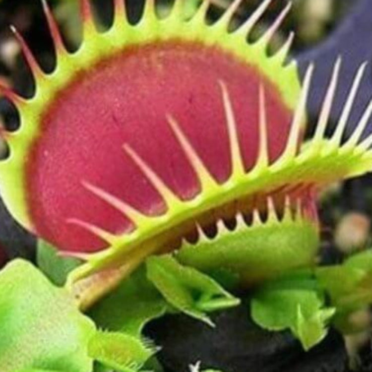 Fly Trap Seeds - Carnivorous Plant Seeds for Home Gardens