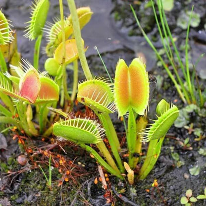 Fly Trap Seeds - Carnivorous Plant Seeds for Home Gardens