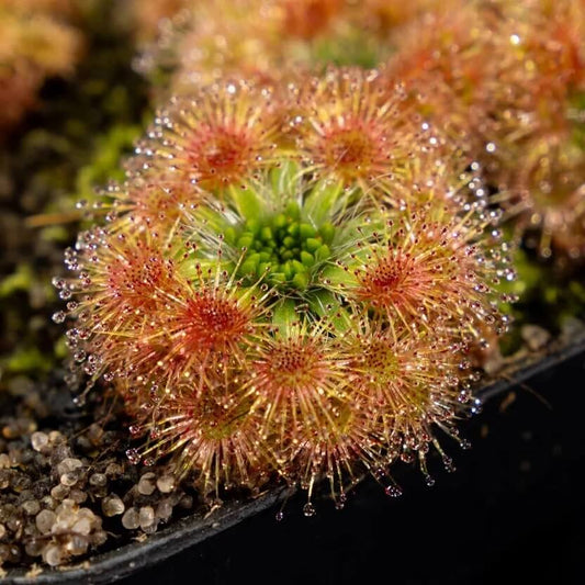 Fly Trap Sundew Seeds