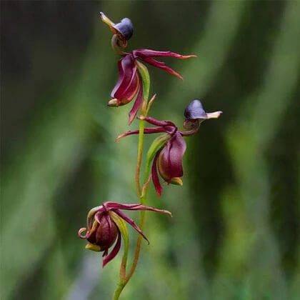 Flying Duck Orchid Seeds