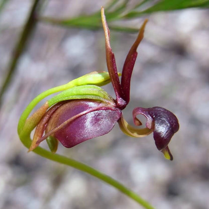 Flying Duck Orchid Seeds