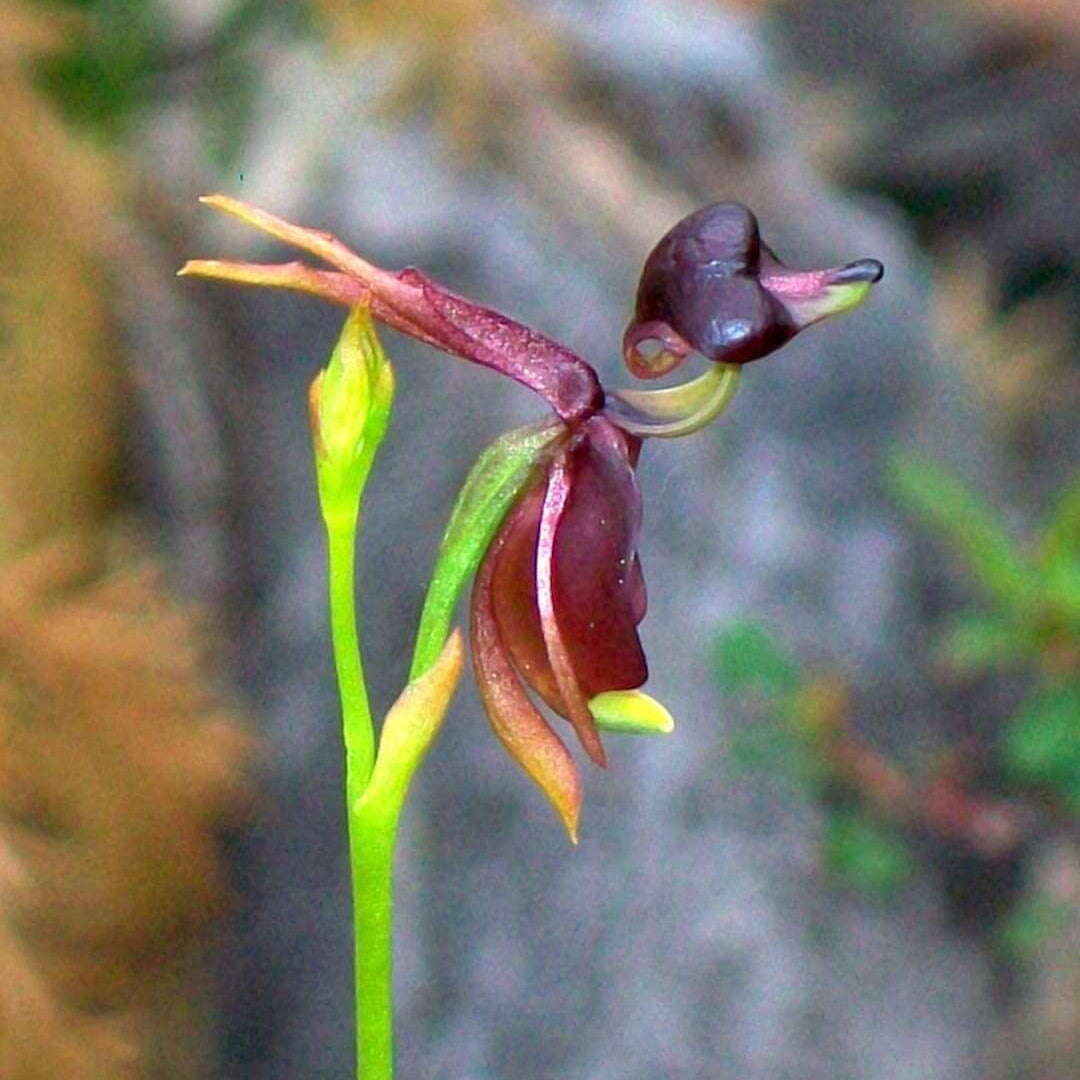 Flying Duck Orchid Seeds