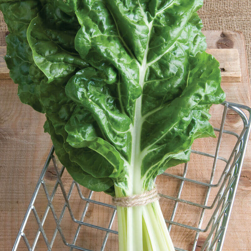 Fordhook giant swiss chard seeds - Vegetable Plant
