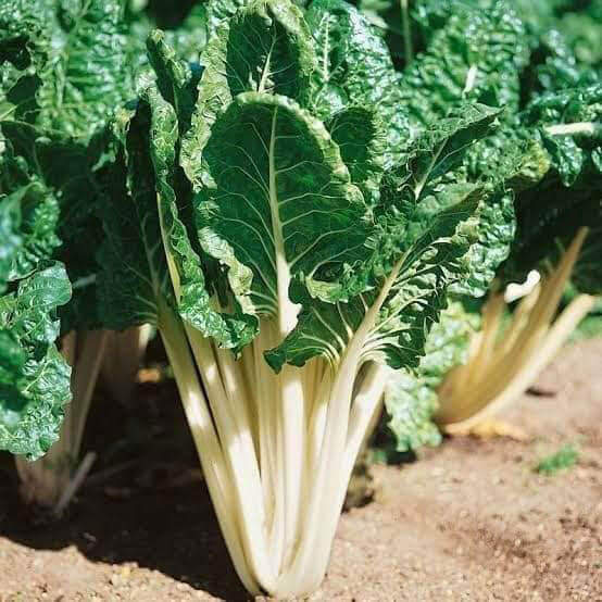 Fordhook giant swiss chard seeds - Vegetable Plant