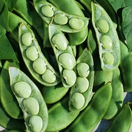 Fordhook lima bean seeds - Vegetable Plant