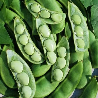 Fordhook lima bean seeds - Vegetable Plant