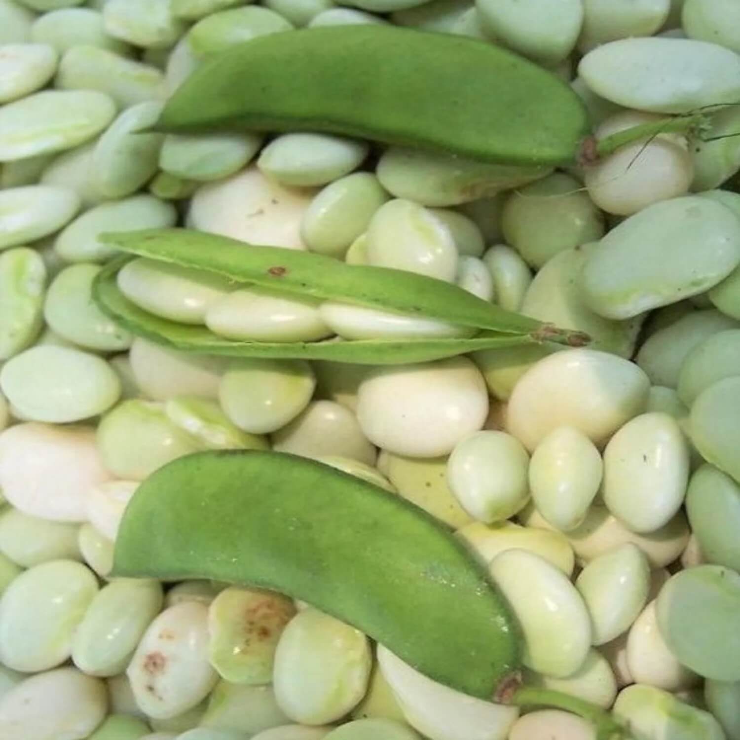 Fordhook lima bean seeds - Vegetable Plant