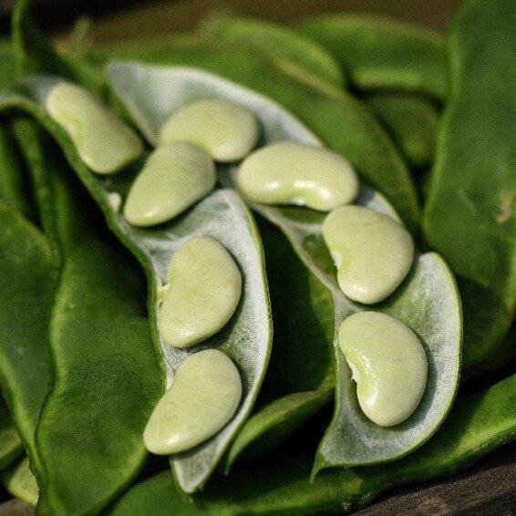 Fordhook lima bean seeds - Vegetable Plant