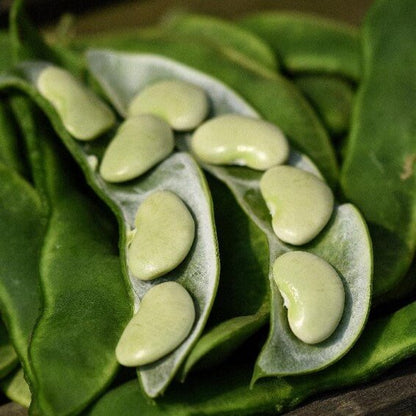 Fordhook lima bean seeds - Vegetable Plant