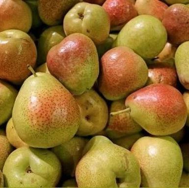 Forelle Pear Seeds 