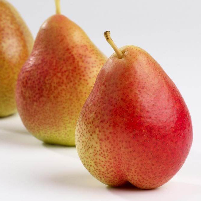 Forelle Pear Seeds 