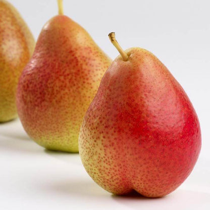 Forelle Pear Seeds 