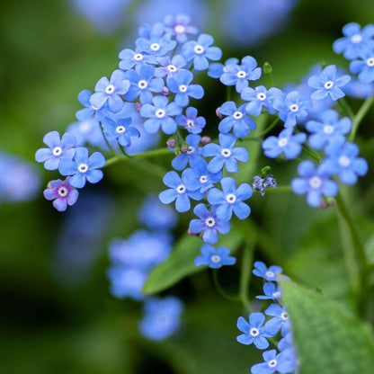 Forget Me Not Seeds