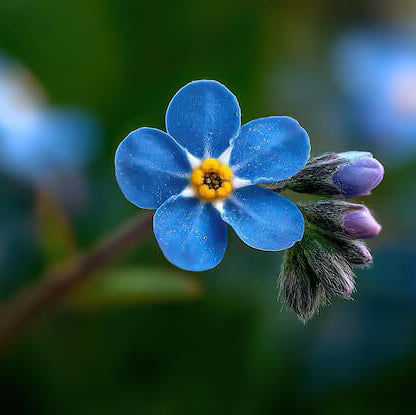 Forget Me Not Seeds