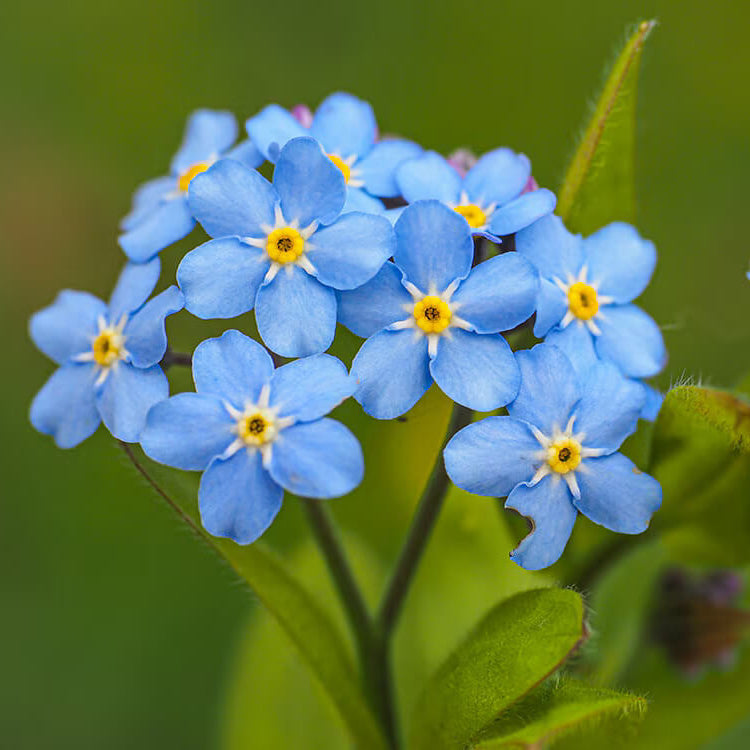 Forget Me Not Seeds