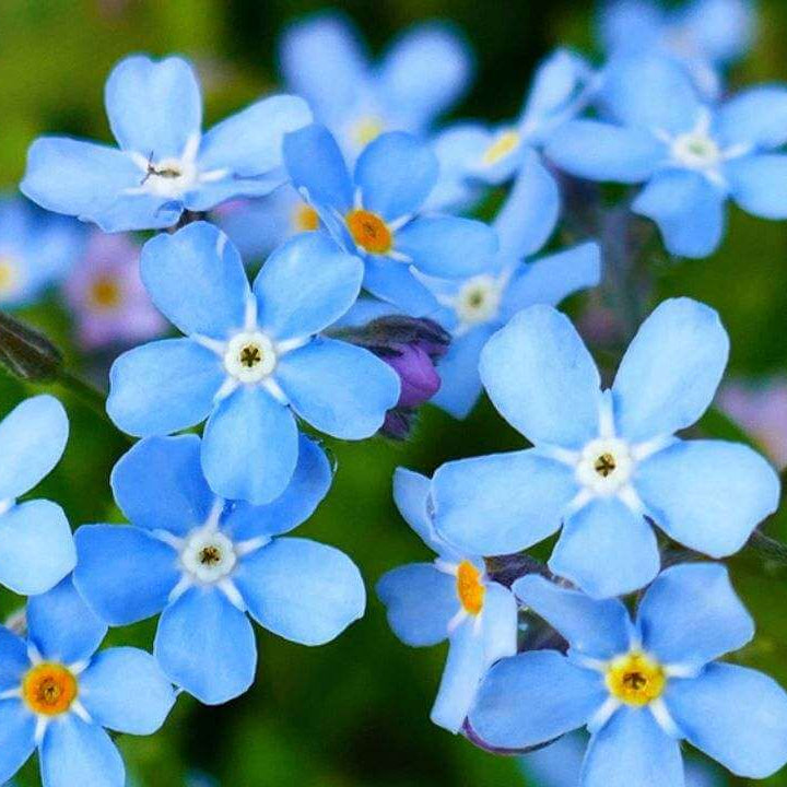 Forget Me Not Seeds