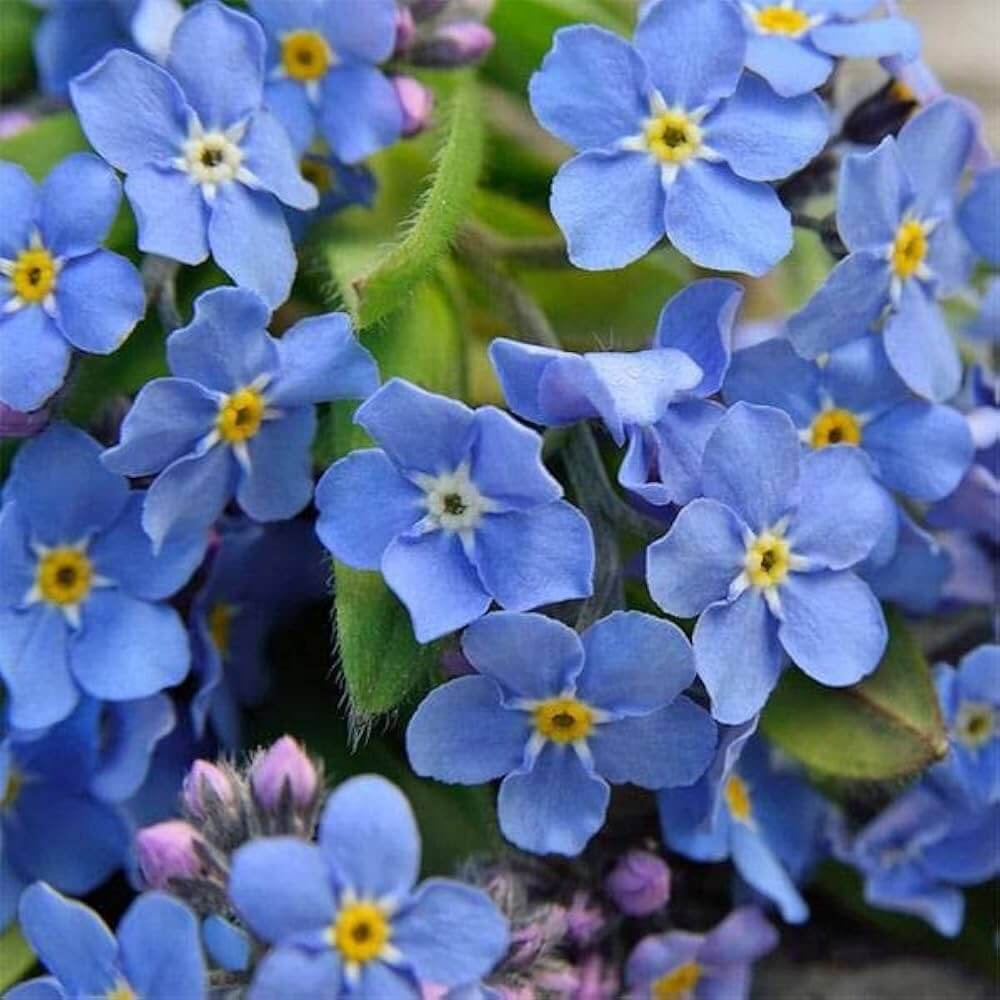Forget Me Not Seeds