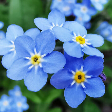 Forget Me Not Seeds - Flower Plant