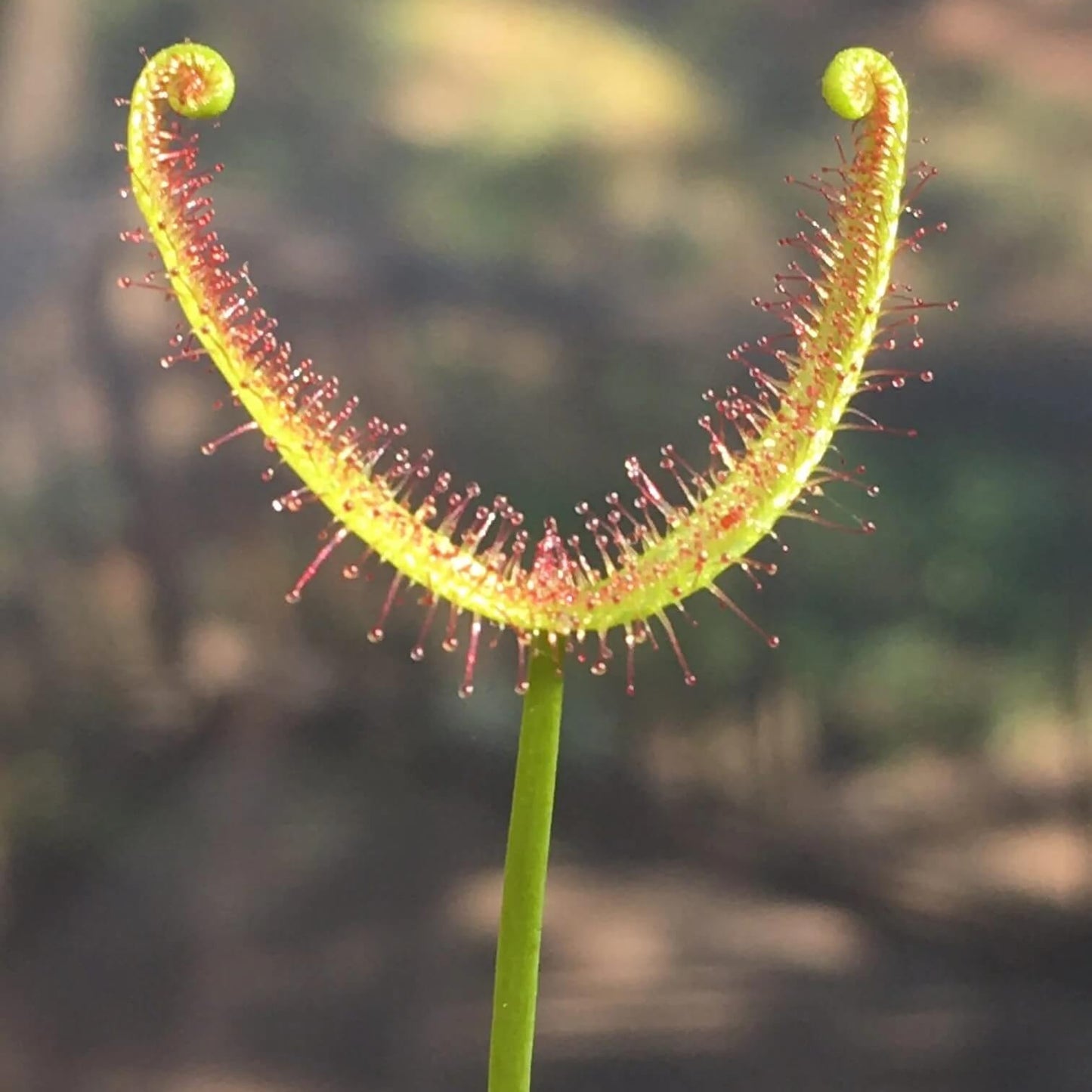 Fork-leaved Sundew Seeds 