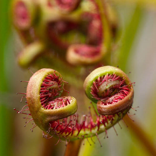 Fork-leaved Sundew Seeds 