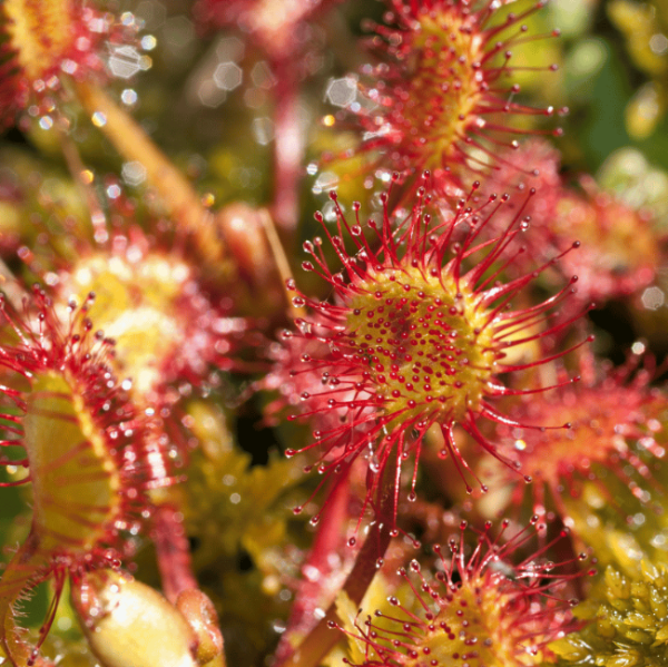 Fork-leaved Sundew Seeds 