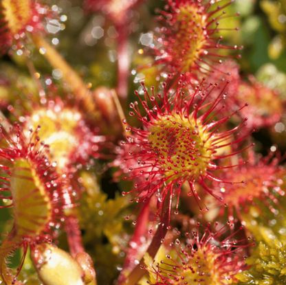Fork-leaved Sundew Seeds 