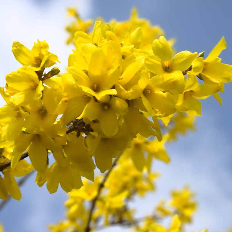 Forsythia Seeds - Flower Plant for Home Gardens
