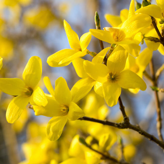Forsythia Seeds - Flower Plant for Home Gardens