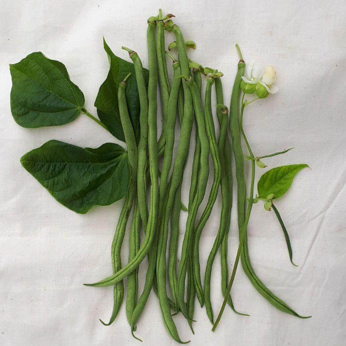 Fortex Bean Seeds - Vegetable Plant