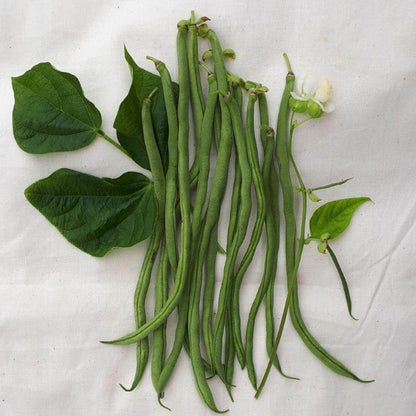 Fortex Bean Seeds - Vegetable Plant