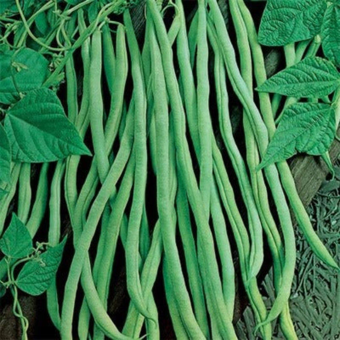 Fortex Bean Seeds - Vegetable Plant