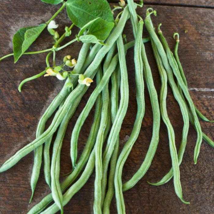 Fortex Bean Seeds - Vegetable Plant