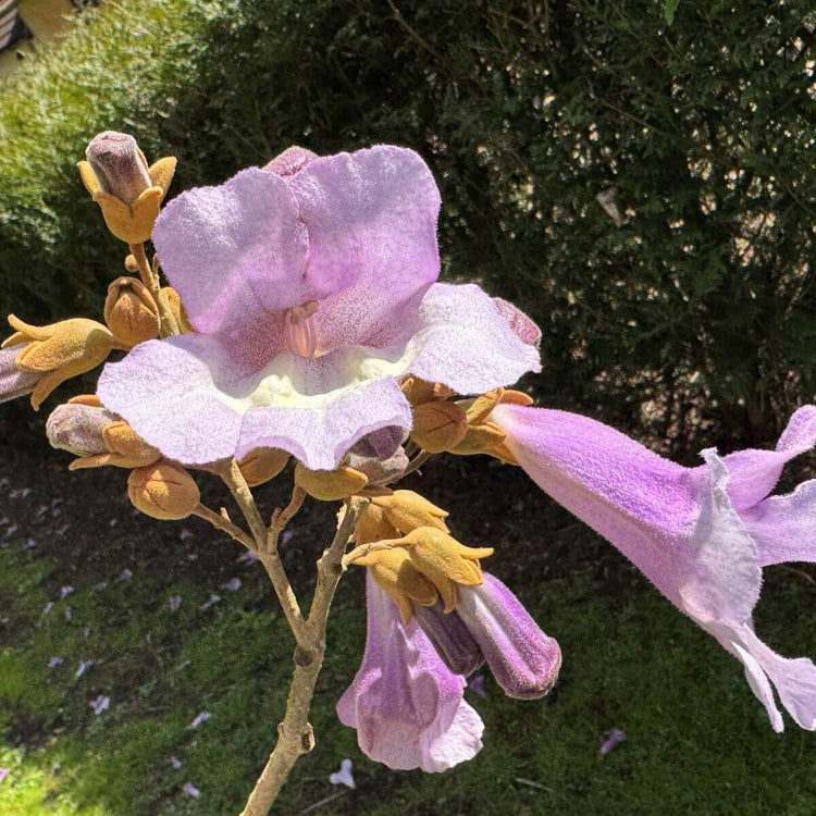 Fortunei Paulownia Seeds