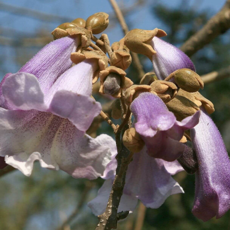 Fortunei Paulownia Seeds