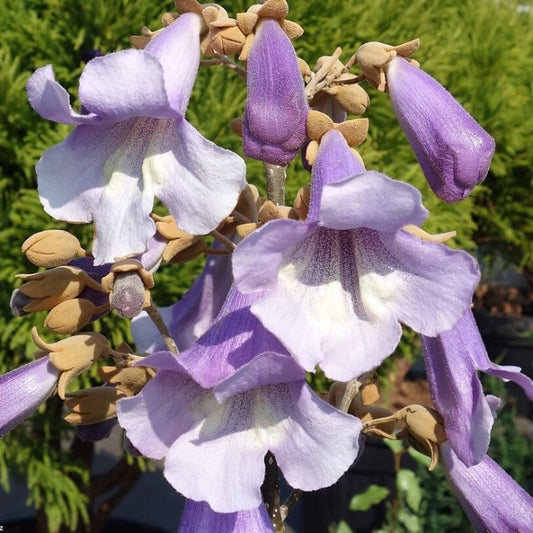 Fortunei Paulownia Seeds