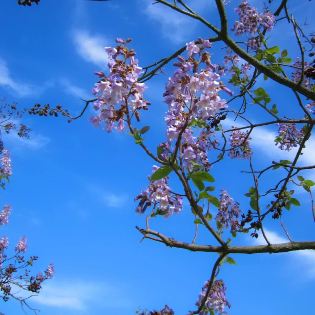 Fortunei Paulownia Seeds
