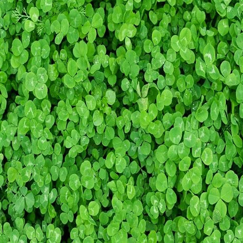 Four Leaf Clover Seeds - Herbal Plant