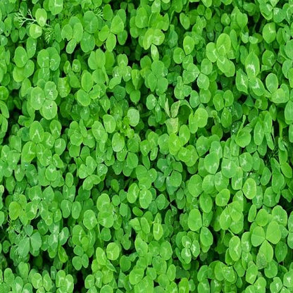 Four Leaf Clover Seeds - Herbal Plant