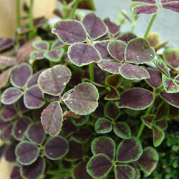 Four Leaf Clover Seeds - Herbal Plant