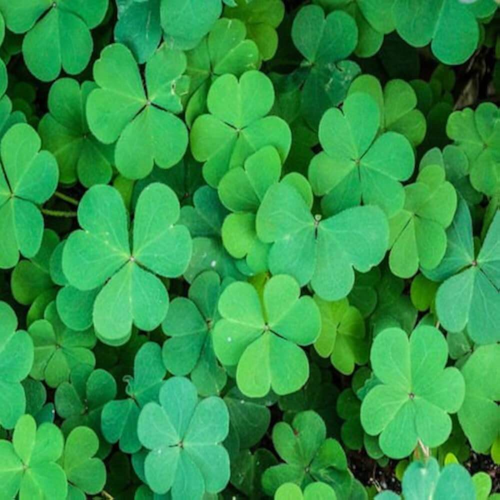 Four Leaf Clover Seeds - Herbal Plant