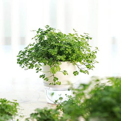 Four Leaf Clover Seeds - Herbal Plant