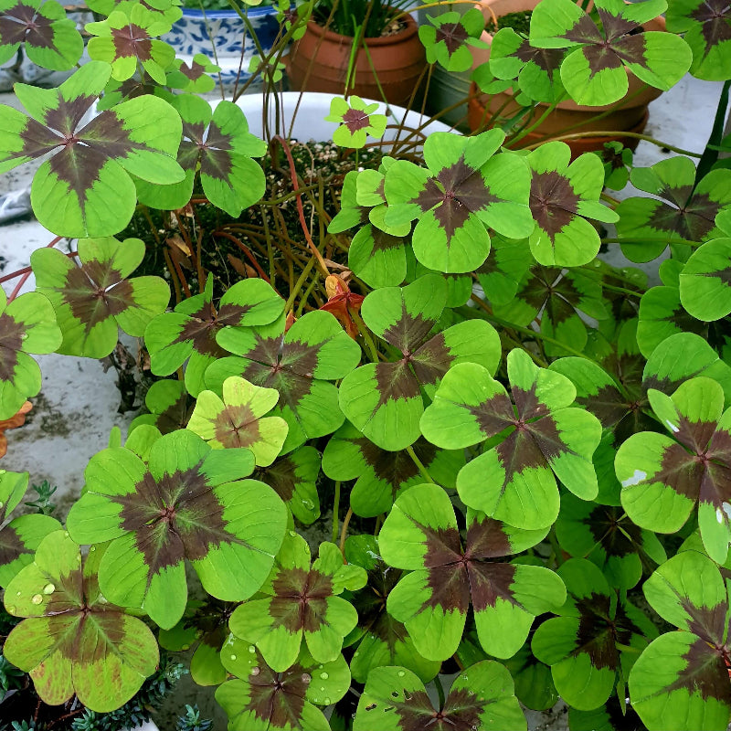 Four Leaf Clover Seeds 