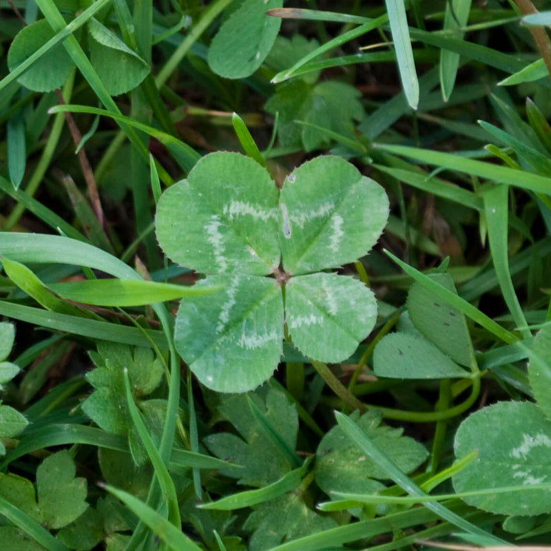 Four Leaf Clover Seeds 