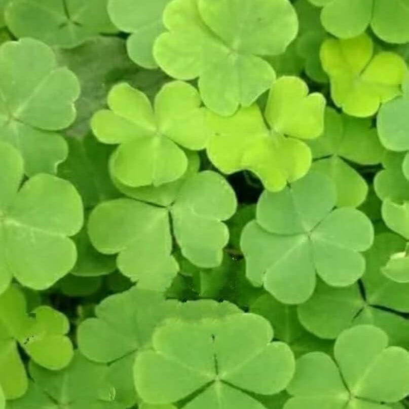 Four Leaf Clover Seeds 
