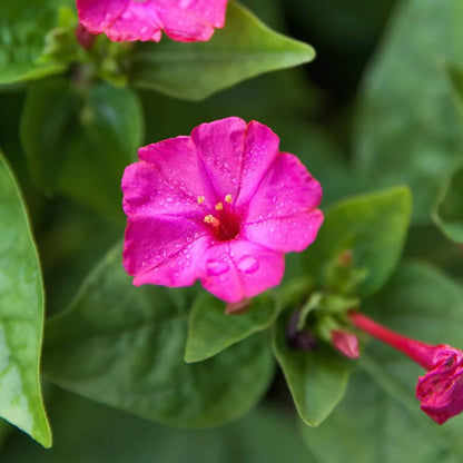 Four O Clock Seeds - Flower Plant