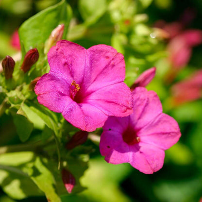 Four O Clock Seeds - Flower Plant
